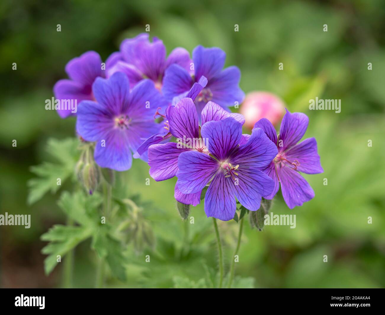 Schöne Storchschnabel-Geranienblüten, Geranium x magnificum Stockfoto