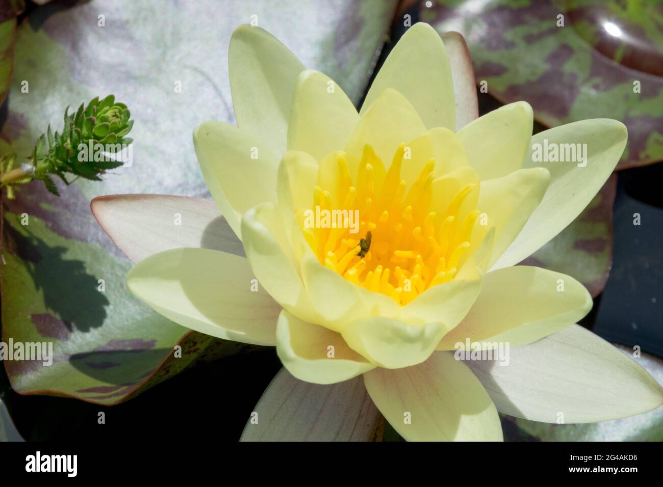 Weiß gelb Hardy Water Lily Nymphaea pygmaea Helvola Stockfoto