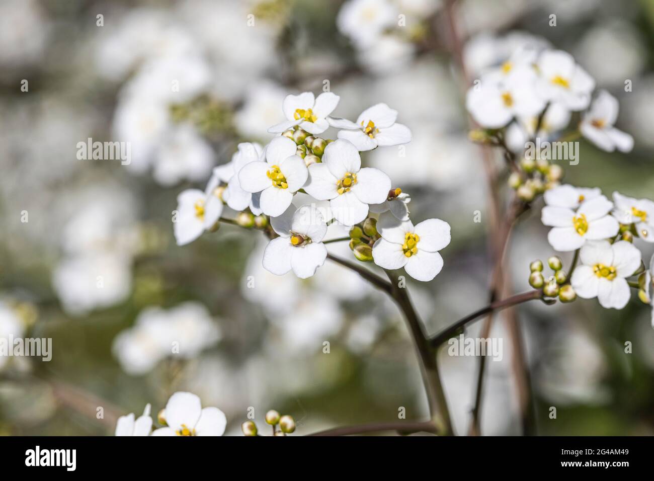 Kuckuckblumen wachsen in einer englischen Hecke. Stockfoto