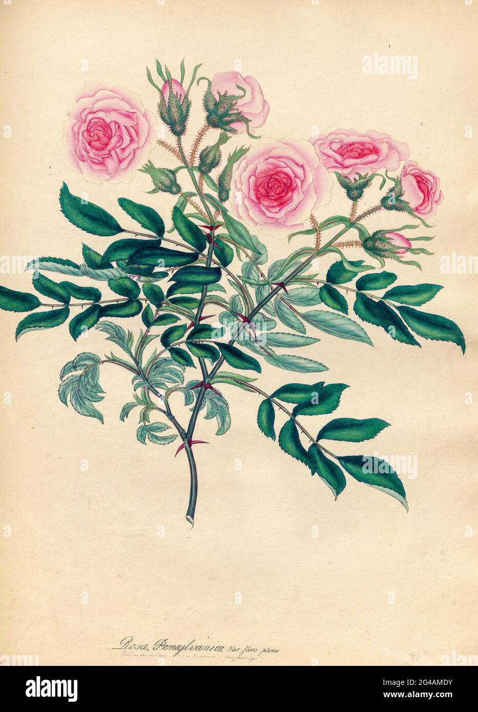 ROSA Peimsylvanica ; Var. flore pleno, Pennsylvanian Rose; Doppelblühende Sorte aus dem Buch Rosen, oder, EINE Monographie der Gattung Rosa : mit farbigen Figuren aller bekannten Arten und schönen Sorten, gezeichnet, graviert, beschrieben und gefärbt, Von lebenden Pflanzen. Von Andrews, Henry Charles, Veröffentlicht in London : gedruckt von R. Taylor and Co. ; 1805. Stockfoto