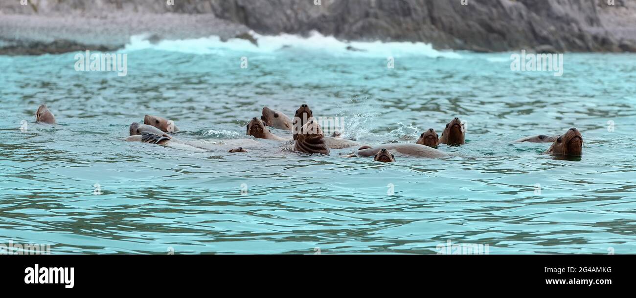 Rookery Steller Seelöwen. Insel im Pazifischen Ozean in der Nähe von Kamtschatka. Stockfoto