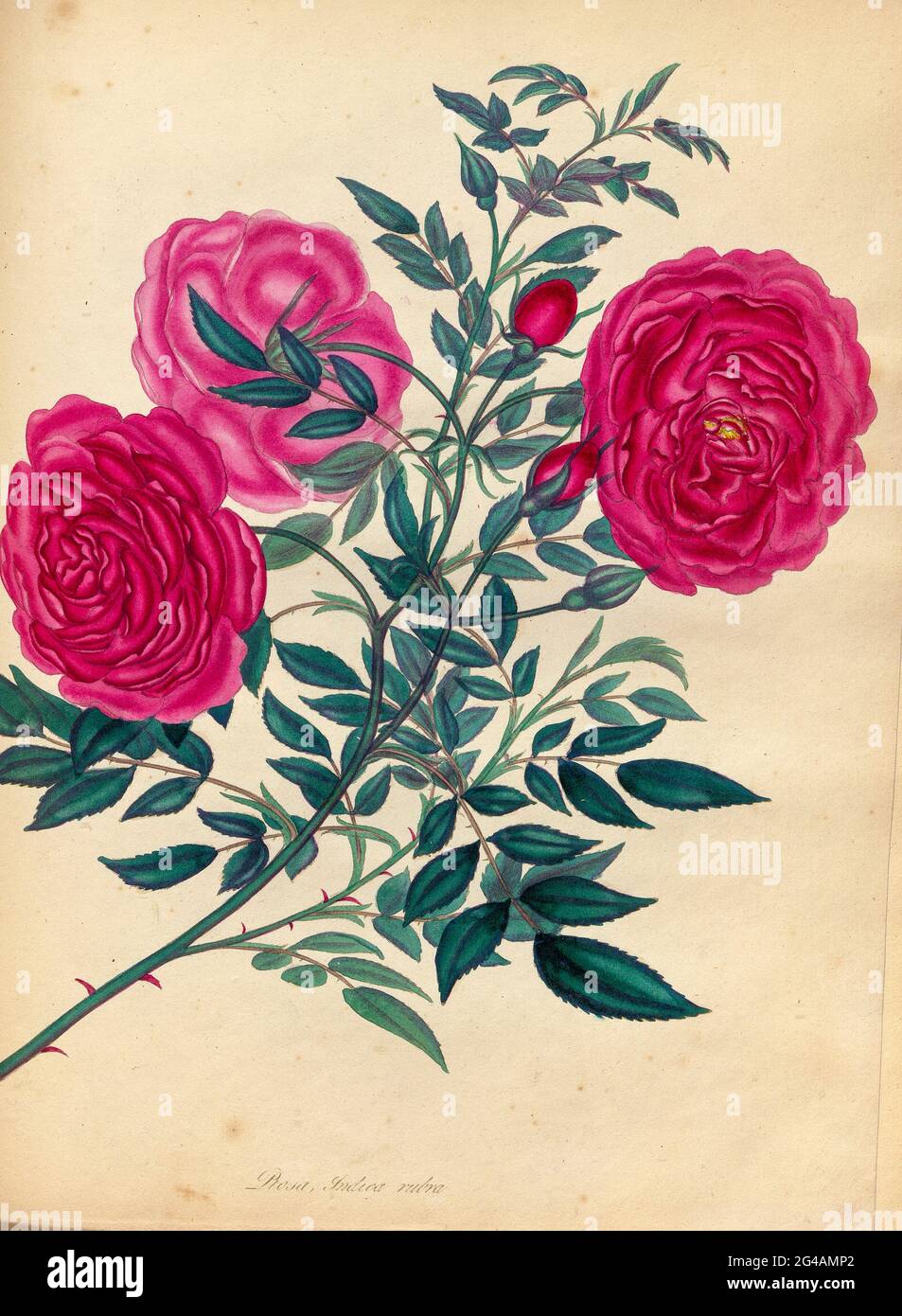 ROSA Indica rubra, Rote Indische Rose die Indica rubra gilt als die feinste  der immer blühenden China-Rosen. Durch etwas wird es gedacht, eine  unterschiedliche Art zu sein, von der dunklen Farbe und