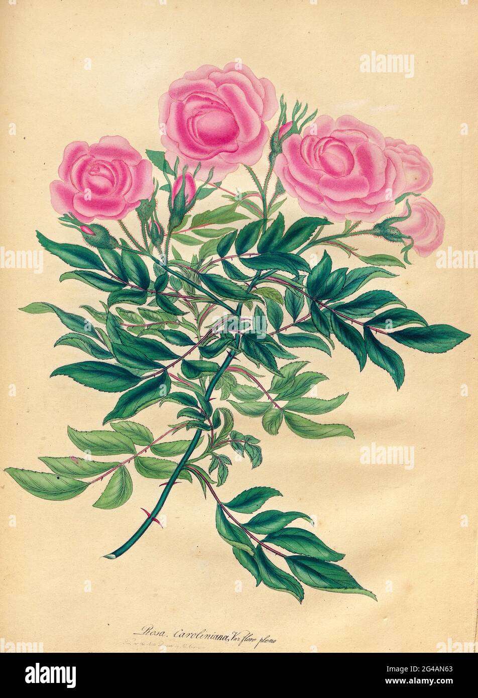 ROSA caroliniana; Var. flore pleno. Große Burnett-blättrige Carolina Rose; zweiblütige Sorte. Aus dem Buch Rosen, oder, EINE Monographie der Gattung Rosa : mit farbigen Figuren aller bekannten Arten und schönen Sorten, gezeichnet, graviert, beschrieben und gefärbt, Von lebenden Pflanzen. Von Andrews, Henry Charles, Veröffentlicht in London : gedruckt von R. Taylor and Co. ; 1805. Stockfoto