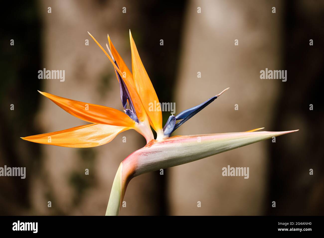 Paradiesvgel (Strelitzia Nicolai) in voller Blte in einem Garten auf  Korsika Stockfotografie - Alamy