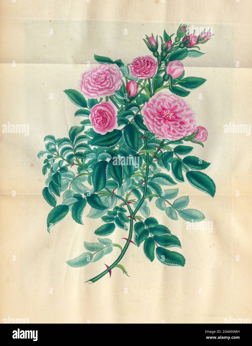 ROSA Eglanteria, Multiplex, Double Eglantine Rose oder Williams's Sweetbriar. Aus dem Buch Rosen, oder, EINE Monographie der Gattung Rosa : mit farbigen Figuren aller bekannten Arten und schönen Sorten, gezeichnet, graviert, beschrieben und gefärbt, Von lebenden Pflanzen. Von Andrews, Henry Charles, Veröffentlicht in London : gedruckt von R. Taylor and Co. ; 1805. Stockfoto