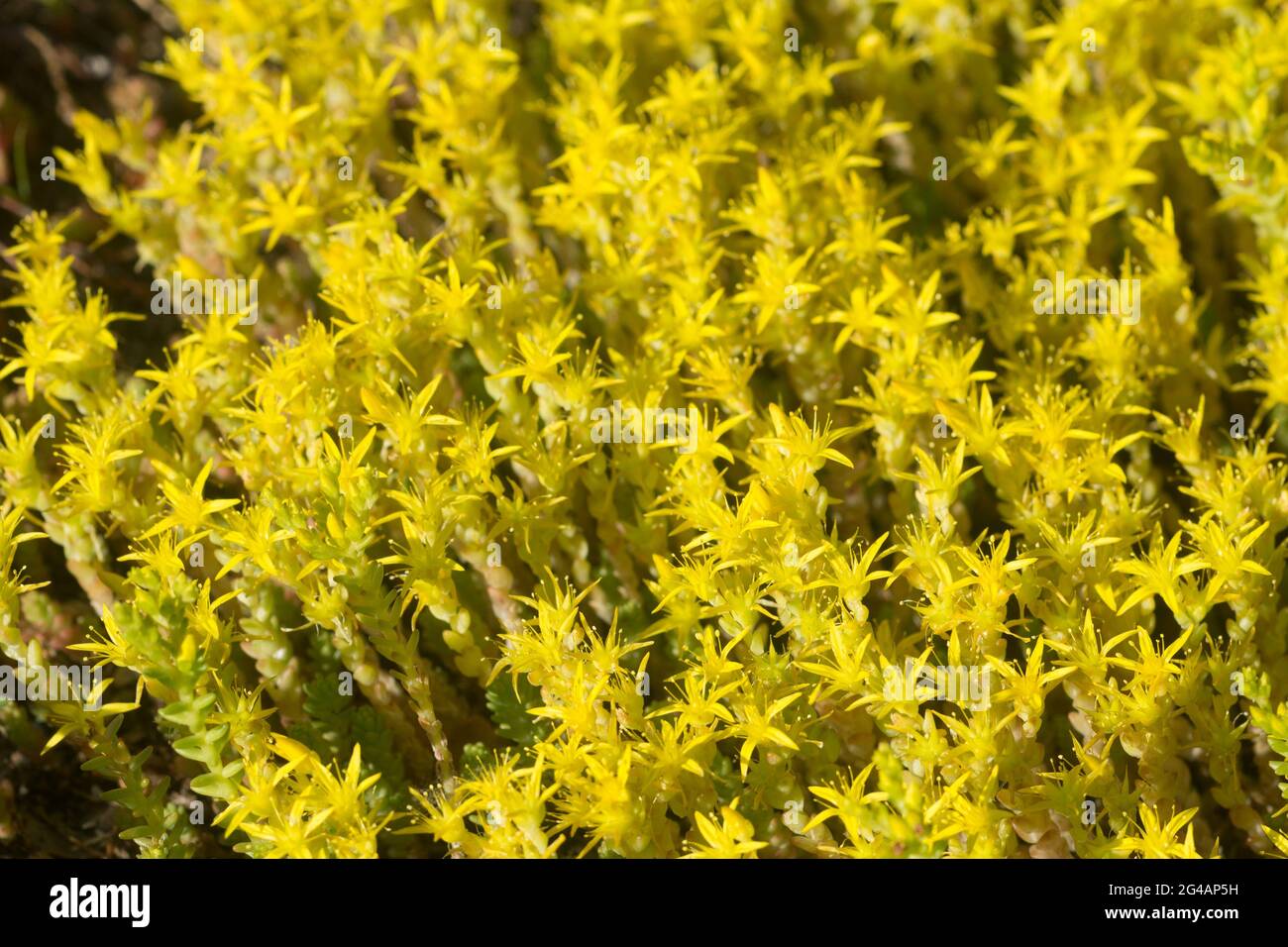 Goldmoos-Steinkropf, Sedum Acre gelbe Blüten vertuschen den selektiven Fokus Stockfoto