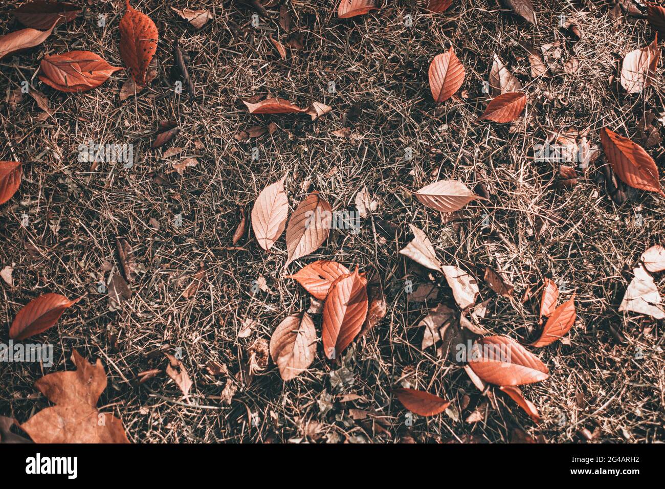Herbst getrocknet braun und orange Blätter Hintergrundstruktur Stockfoto