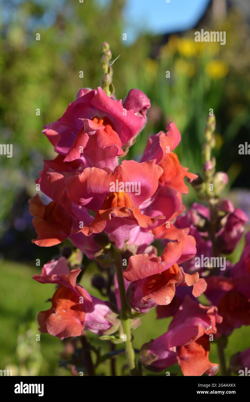 Schöne dunkelrosa Snapdragon-Blütenspitze, auch bekannt als Antirrhinum Stockfoto