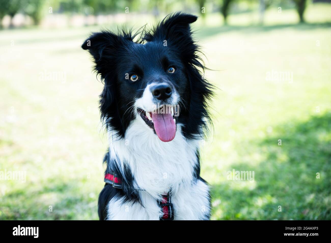 Nahaufnahme eines Border-Collie-Welpen mit weit geöffnetem Mund Stockfoto