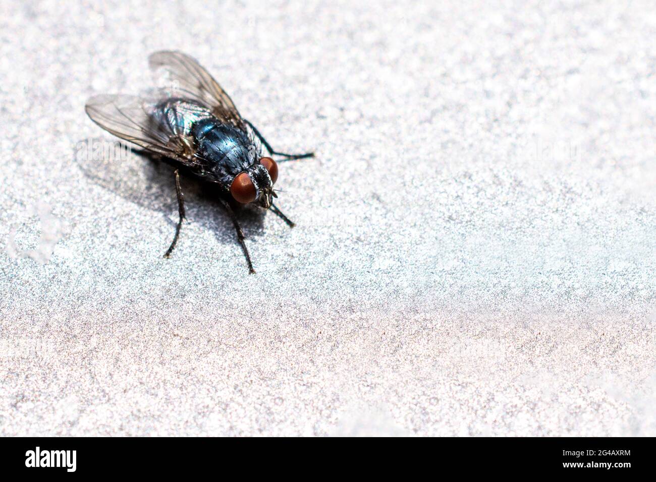 Makro einer schwarzen Fliege, die im Sommer auf einer weißen Oberfläche unter dem Sonnenlicht auftauchend ist Stockfoto