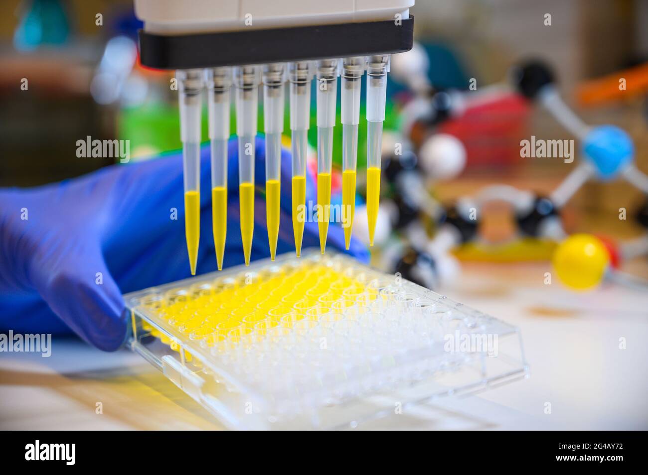 Wissenschaftler mit Mehrkanalpipette, die gelbe Verbindungslösung mit Kunststoffspitzen für die biomedizinische Forschung mit Modellverbindungen in Backgro entzieht Stockfoto