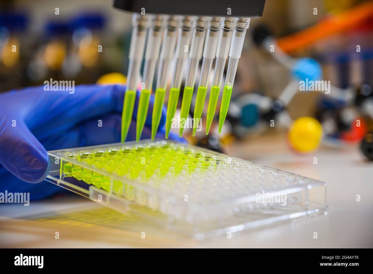 Wissenschaftler mit Mehrkanalpipette, die grüne Fluorophor-Verbindungslösung mit Kunststoffspitzen für die biomedizinische Forschung mit Modellverbindungen entzieht Stockfoto