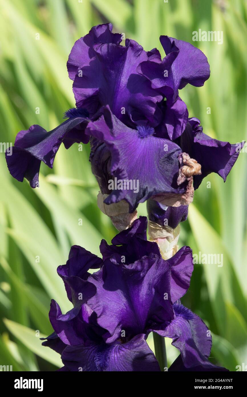 Große bärtige Irisblume „Darkside“, dunkelblaue Blume Stockfoto