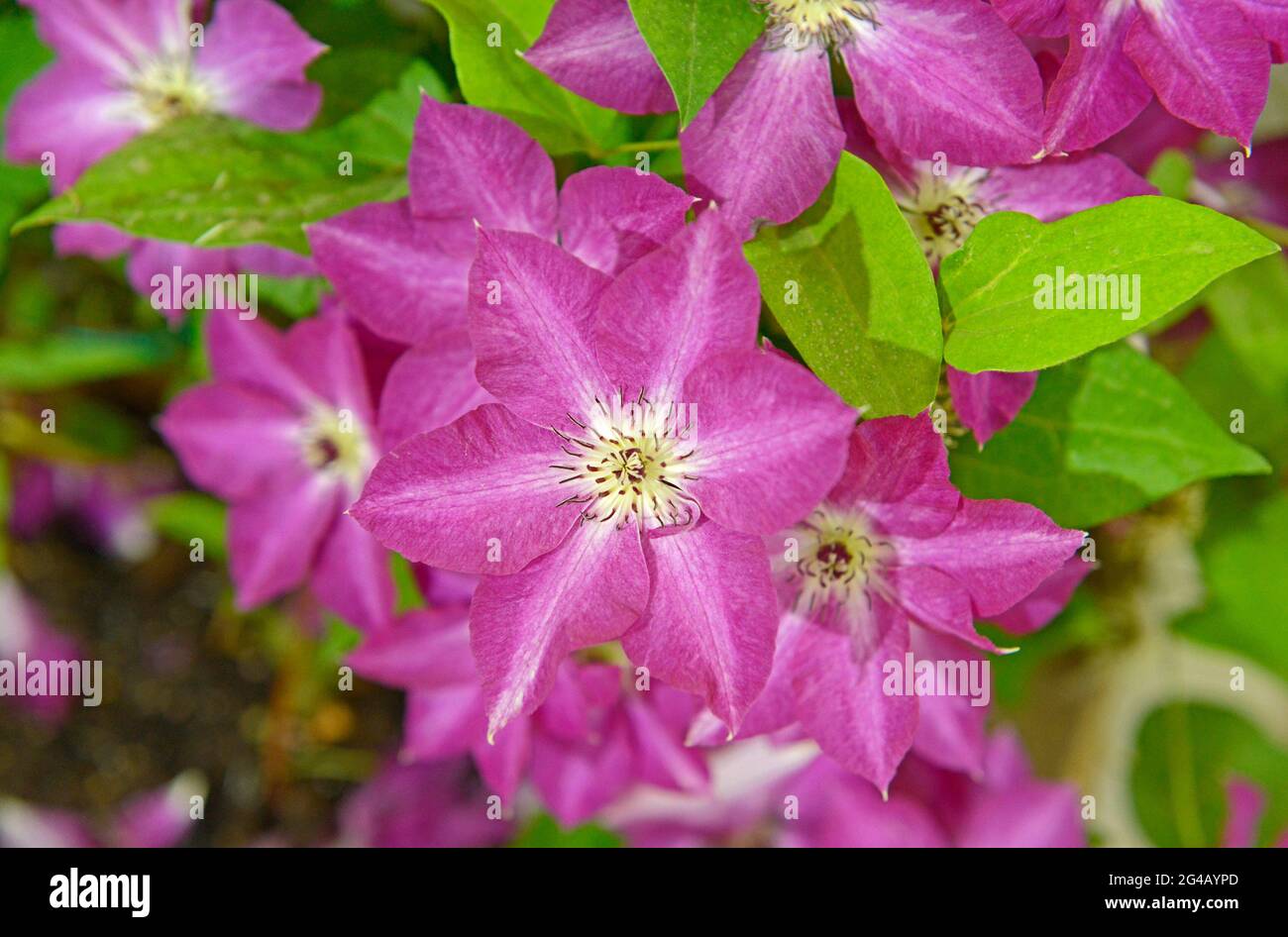 In China gewachsene Clematis-Pflanzen auf einer Gartenbaumesse und -Ausstellung in Peking, China Stockfoto