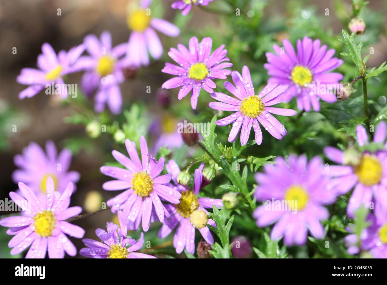 Nahaufnahme der blühenden Rock Daisy 'Brasco Violet' / Brachyscome angustifolia Stockfoto