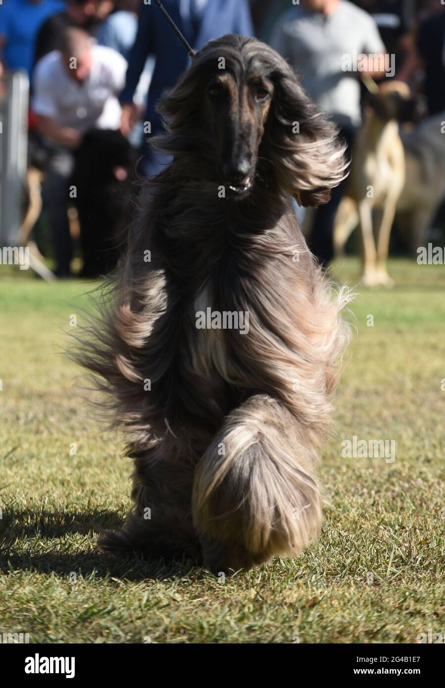 Afghanischer Hund auf einer Hundeausstellung der afghanische Hund ist ein Hund, der sich durch sein dickes, feines, seidiges Fell und seinen Schwanz mit einer Ringwellung am Ende auszeichnet Stockfoto