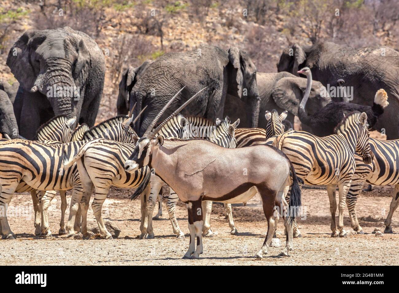 Verschiedene Tiere im Etosha National Park in Namibia, Afrika Stockfoto
