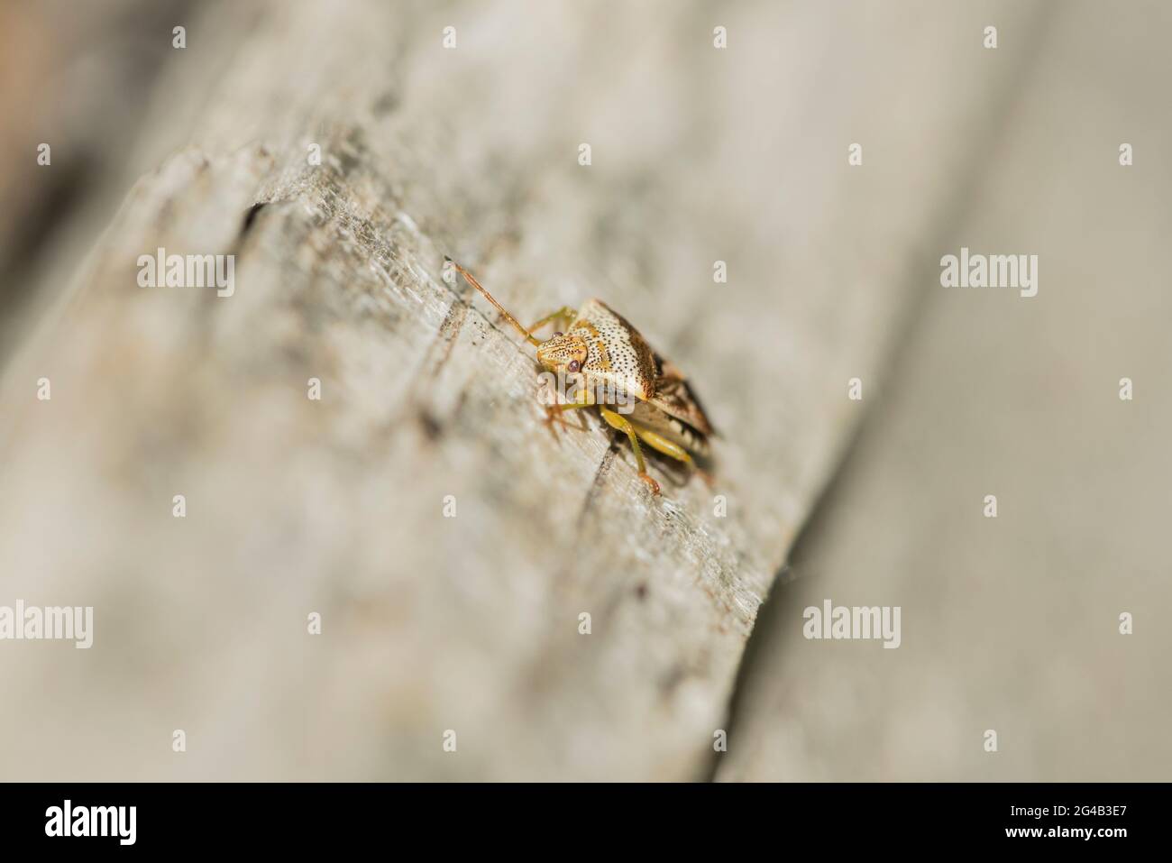 Ein Elternfehler (Elasmucha grisea) Stockfoto