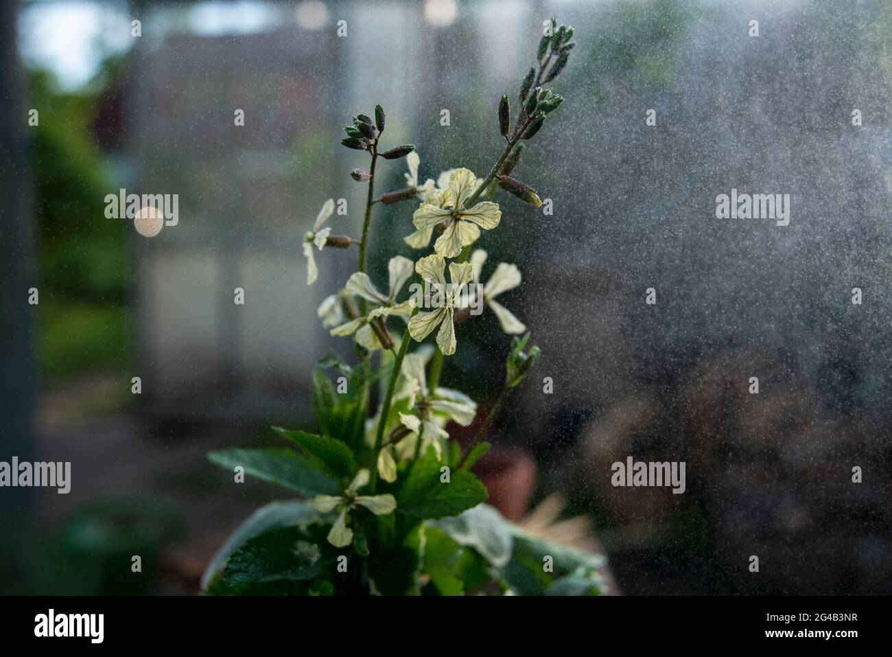 Rucola Blüte, Blumenstrauß Stockfoto