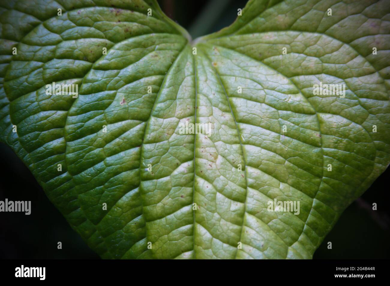 Herzförmiges grünes Blatt, das den Rahmen füllt Stockfoto