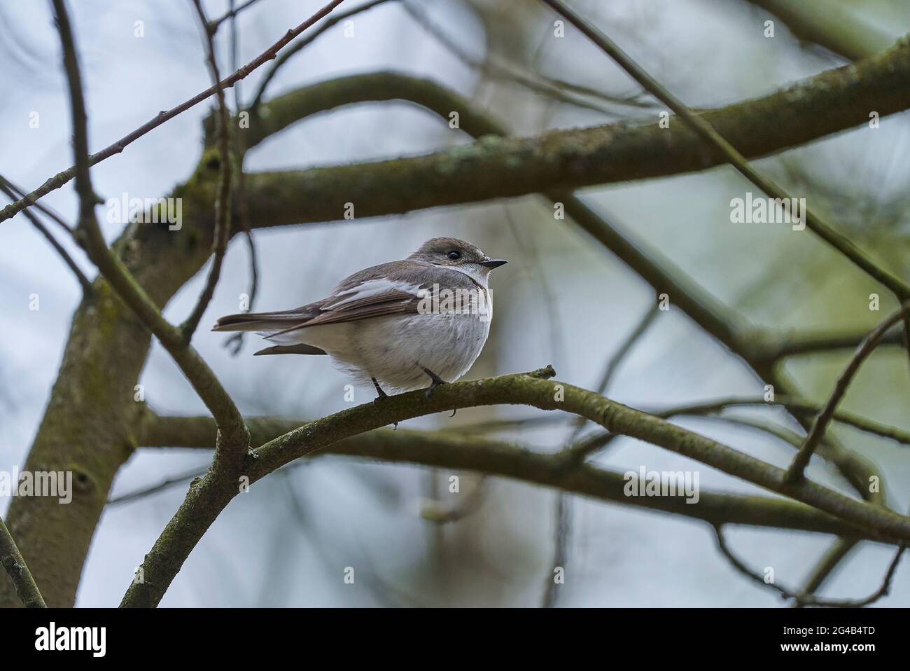 Grauschnäpper, Muscicapa striata Stockfoto