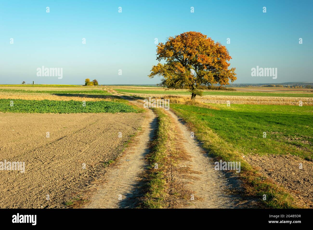 Einsamer Baum an einem Feldweg mit Feldern, Herbstansicht Stockfoto