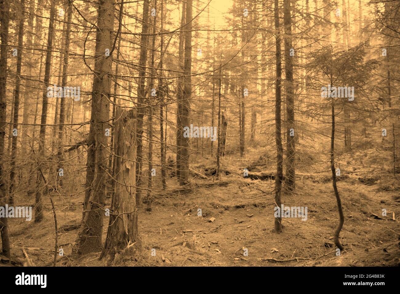 Düsterer Sepia-Wald, verwunschene Wälder für halloween-Hintergrund. Stockfoto