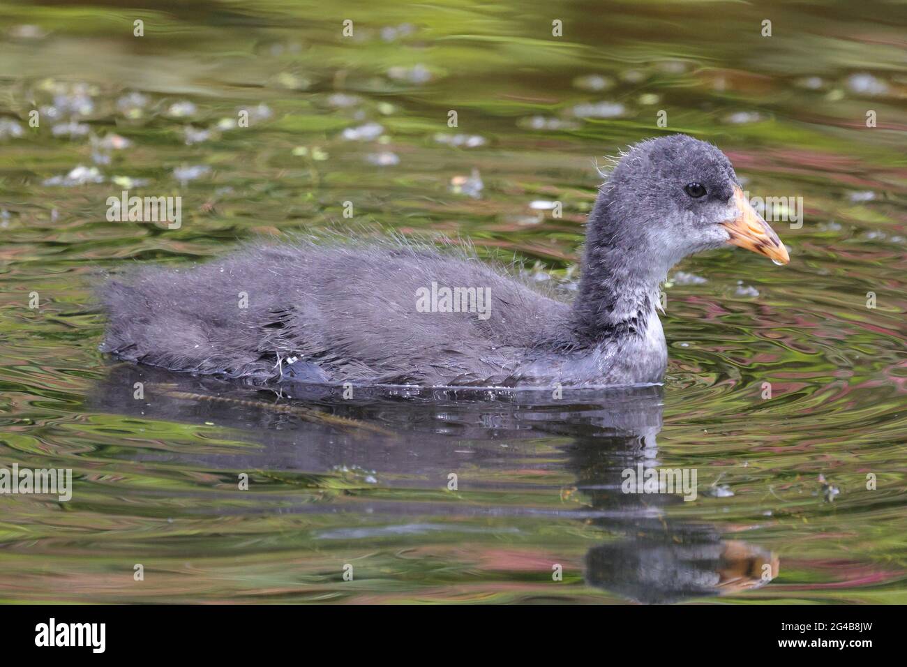 Jungtiere auf einem Teich, einer der einheimischen britischen Vögel bei Tatton in Chesthire England Stockfoto