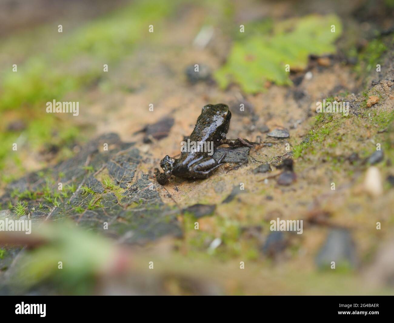 Ein Froschbaby Stockfoto