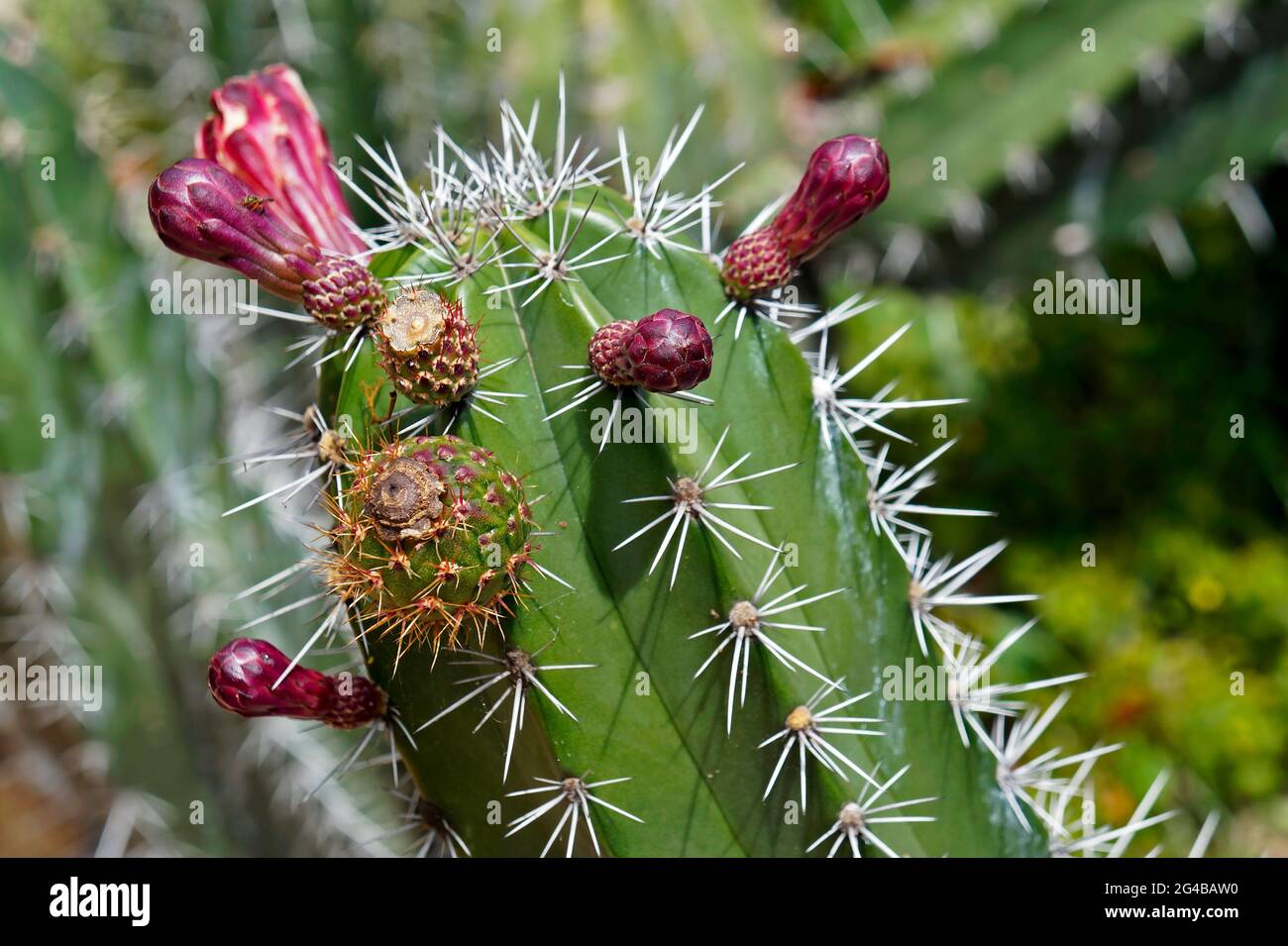 Rote knospen auf kakteen -Fotos und -Bildmaterial in hoher Auflsung  Alamy