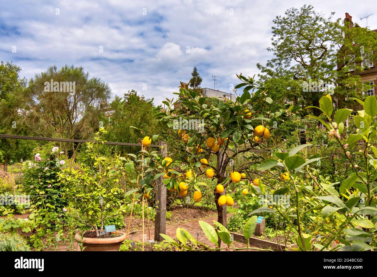 LONDON ENGLAND DER CHELSEA PHYSIC GARTEN IM FRÜHSOMMER ZITRONENBAUM MIT VIELEN ZITRONEN Stockfoto