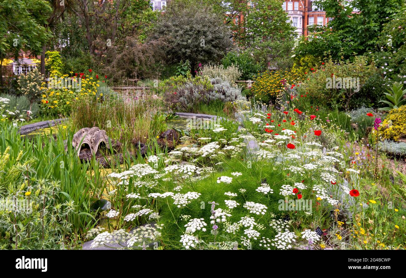 LONDON ENGLAND DER CHELSEA PHYSIC GARTEN IM FRÜHSOMMER UNZÄHLIGE BLUMEN RUND UM DEN TEICH Stockfoto