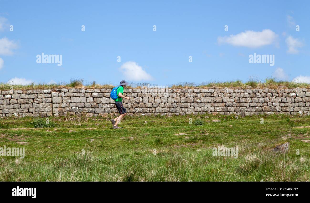 Mann, der entlang eines Abschnitts der auf dem Rasen begrasten clayton-Wand läuft, während er auf dem nationalen Fernwanderweg der Hadrian's Wall spaziert Stockfoto