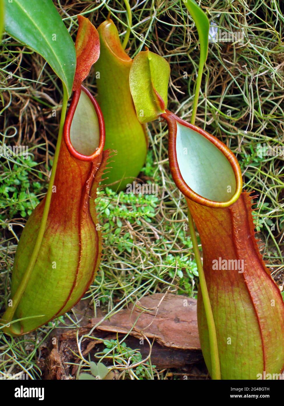 Nepenthes, fleischfressende Pflanze, Insektenfressende Pflanze, Brasilien Stockfoto