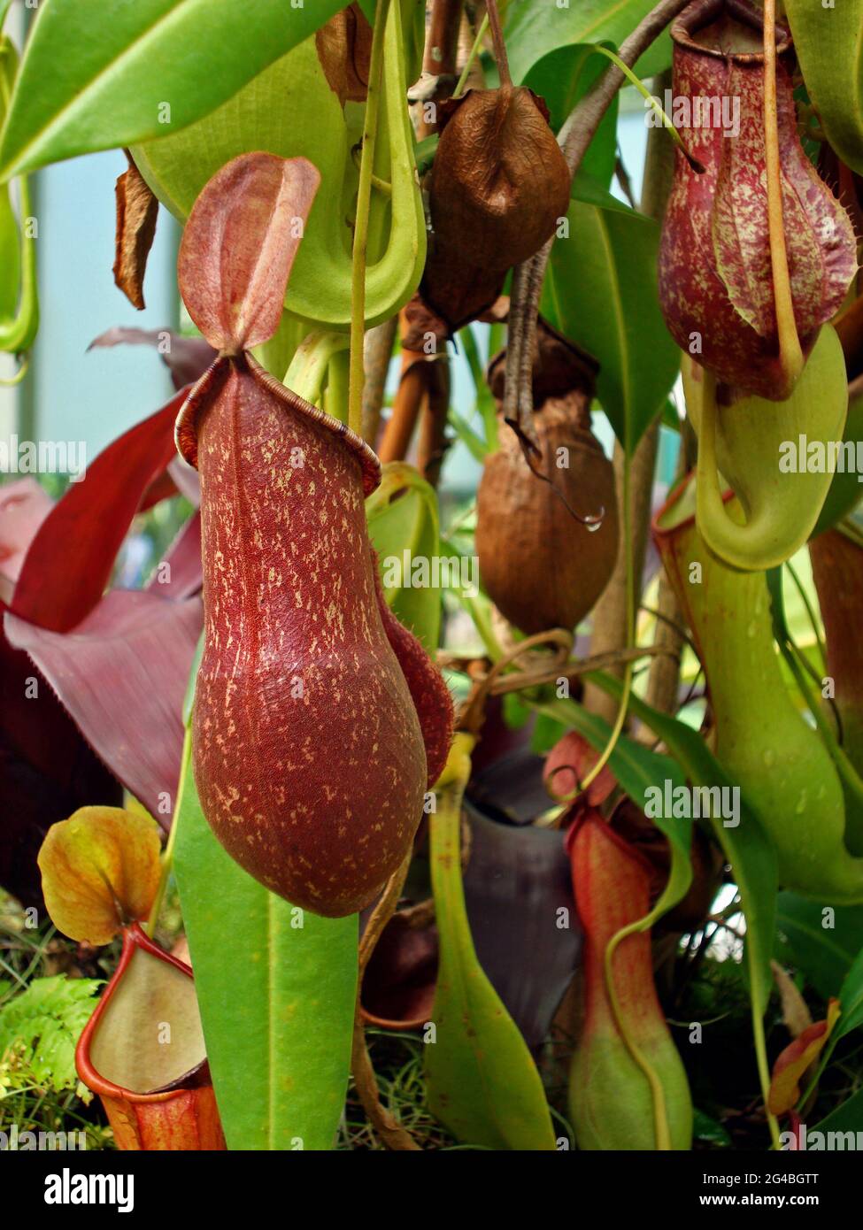 Nepenthes, fleischfressende Pflanze, Insektenfressende Pflanze, Brasilien Stockfoto