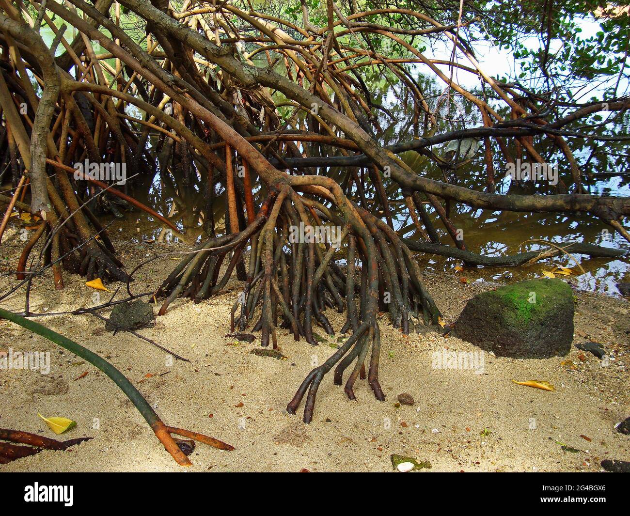 Rote Mangrovenwurzeln (Rhizophora-Mangle) Stockfoto