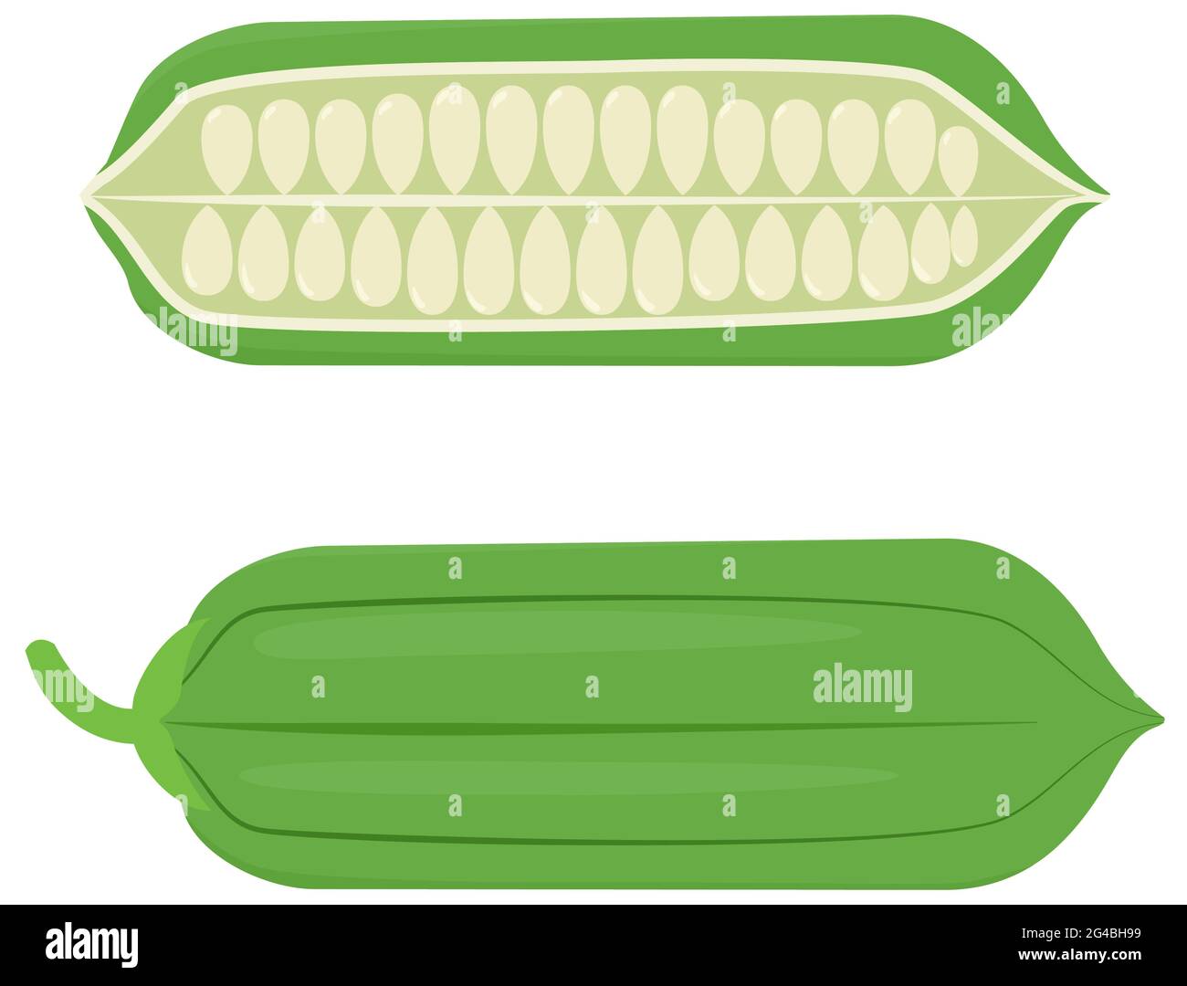 Sesamfrüchte und Samen ganz und halb isoliert auf Weiß. Vektor Pflanze Cartoon Illustration. Stock Vektor