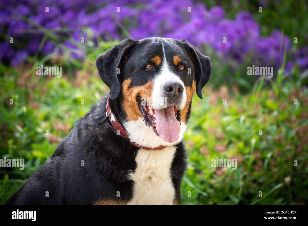 Mehr Schweizer Sennenhund Stockfoto