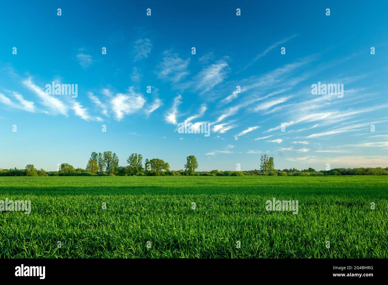 Grüner Mais und erstaunliche Wolken am blauen Himmel Stockfoto