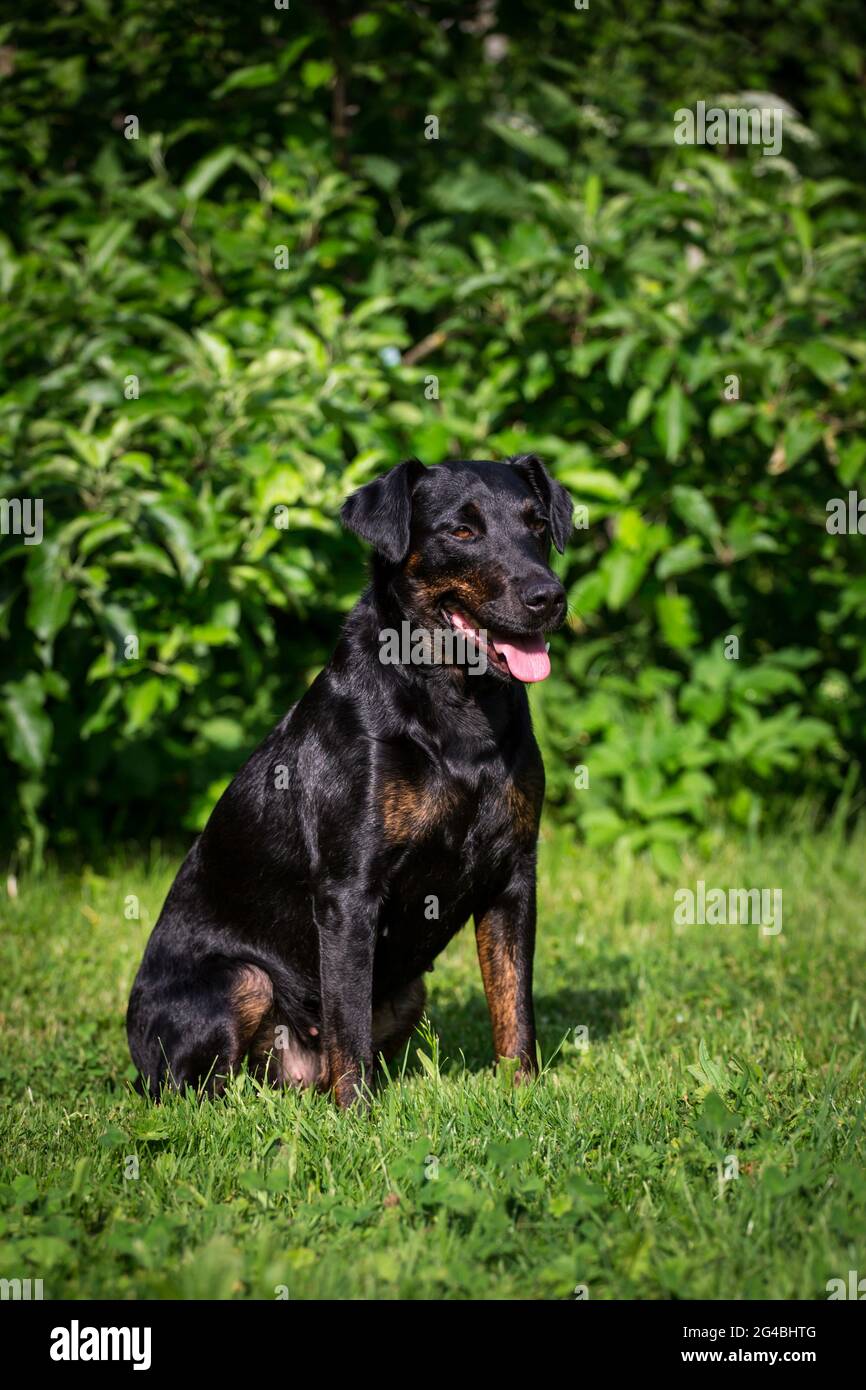 Heideterrier Stockfoto