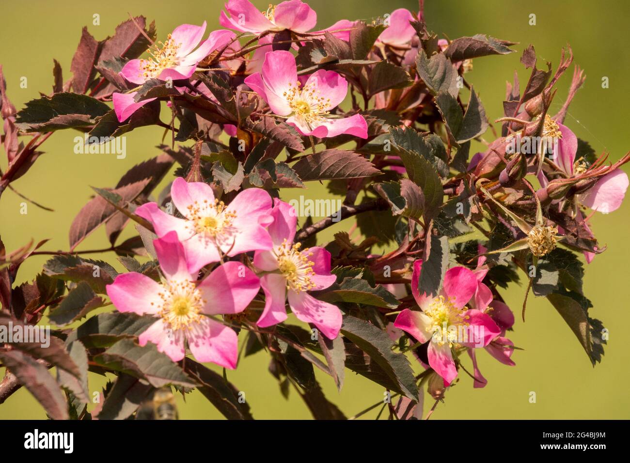Rosa glauca Rubrifolia Rosenblüte im Garten Stockfoto