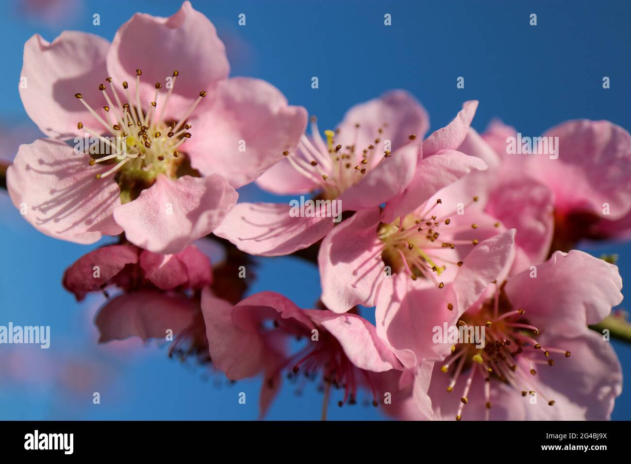 Rosa Pfirsichblüte mit zarten Blütenblättern und Staubblättern, Pfirsichblütenzweig, Pfirsichblüte mit blauem Himmel Hintergrund, Frühlingsblumen, rosa Blüten Stockfoto