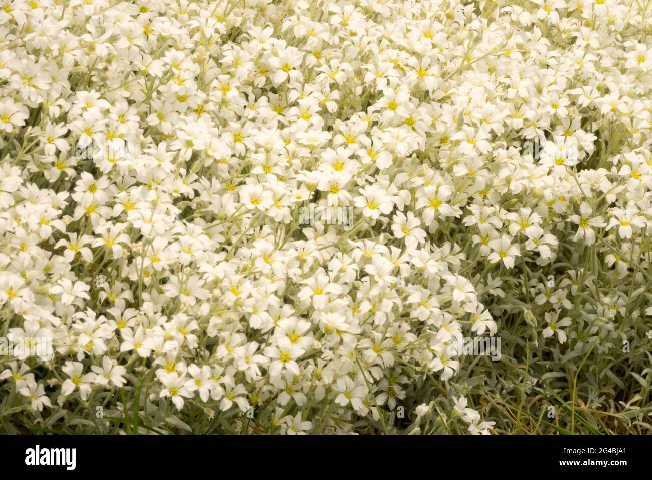 Cerastium tomentosum, Blumen an der Grenze zwischen Schnee und Sommer Stockfoto