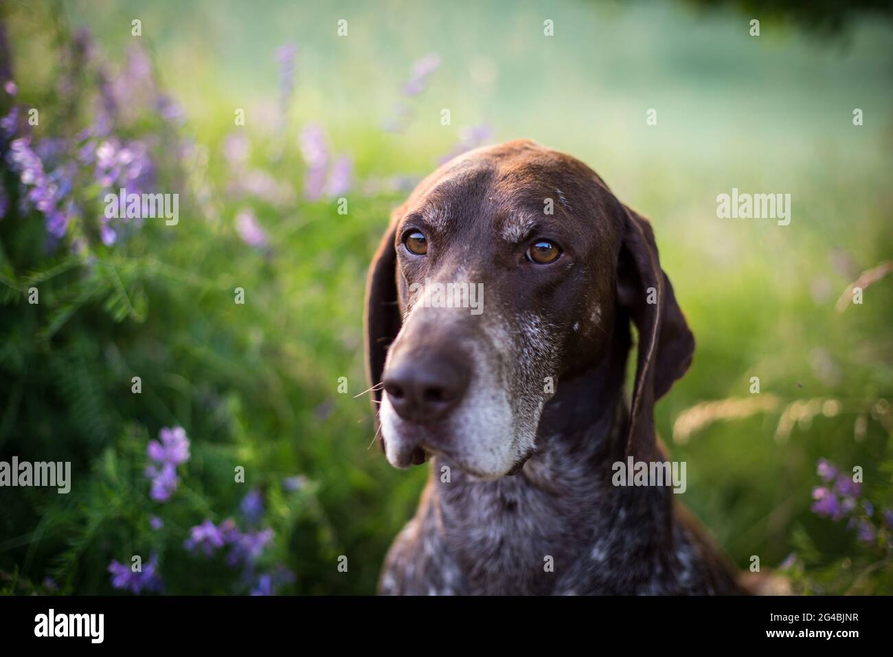 Deutsch kurzhaar hund -Fotos und -Bildmaterial in hoher Auflösung – Alamy