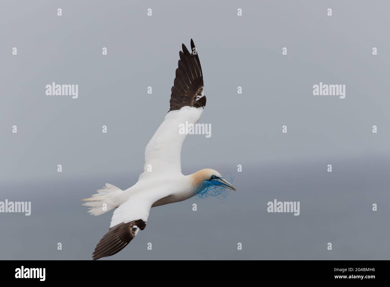 Eine fliegende Gannette auf Helgoland trägt ein blaues Plastiknetz im Schnabel. Stockfoto