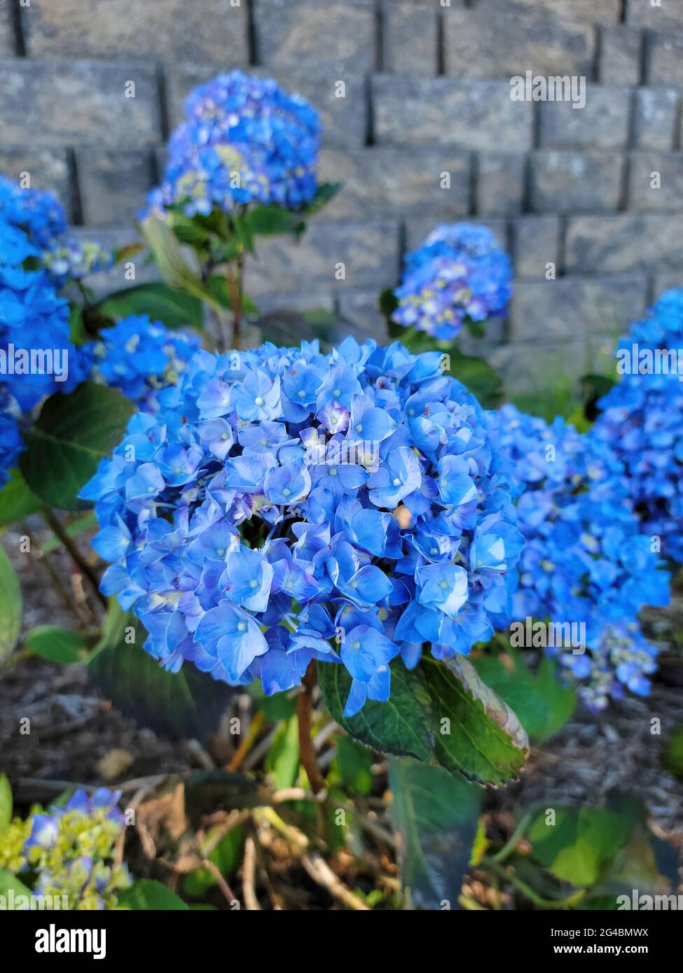 Leuchtend blaue Hortensien blühen im Garten mit Steinhintergrund Stockfoto