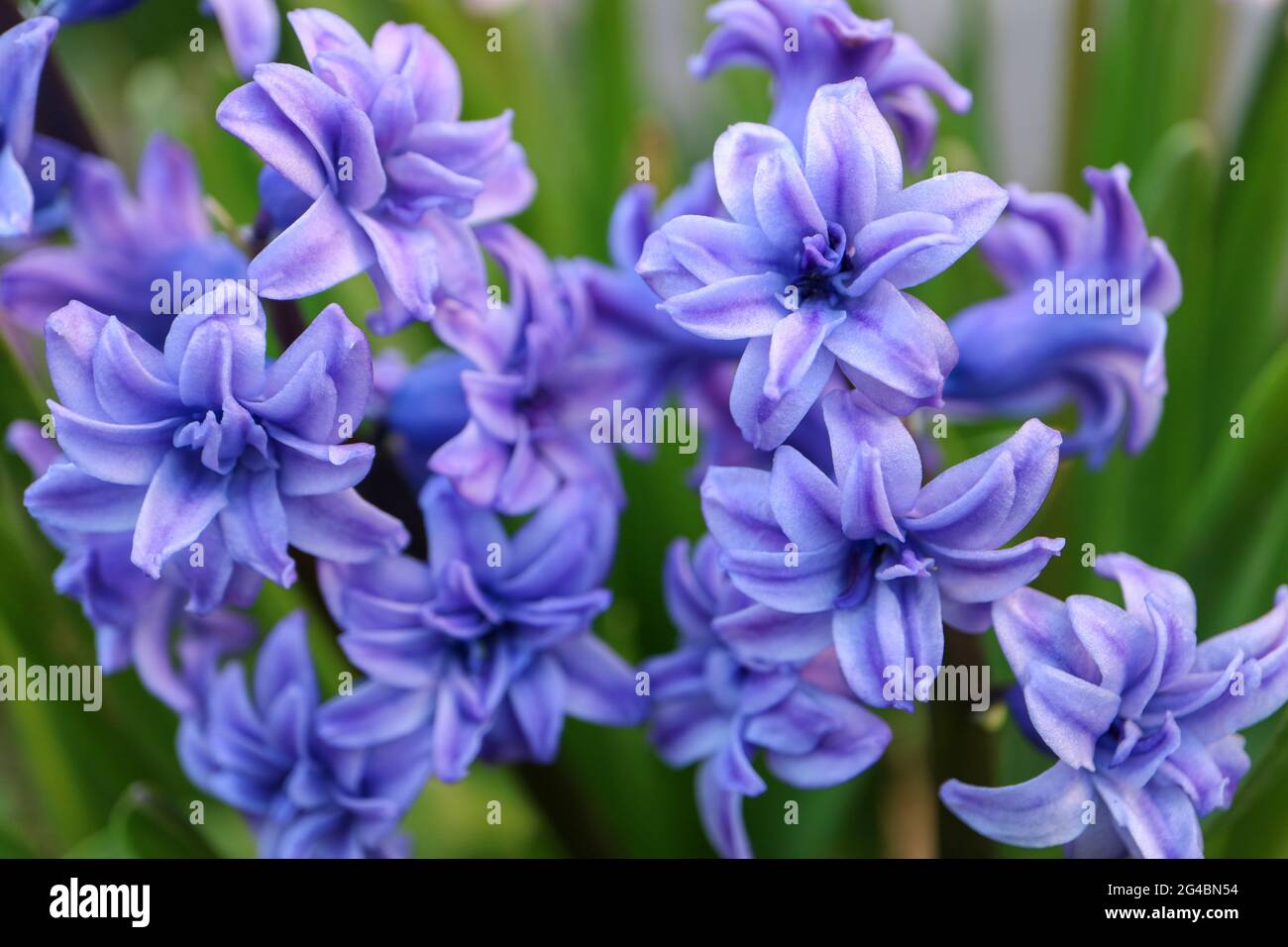 Blaue Hyazinthe mit weichen Blütenblättern und grünen Blättern, blühende Hyazinthe im Garten, blaue Frühlingsblumen, blaues Hyazinth Makro, Blumenfoto, Makrofoto Stockfoto
