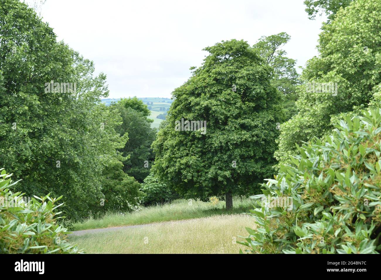 Durch die Bäume in Devon Stockfoto