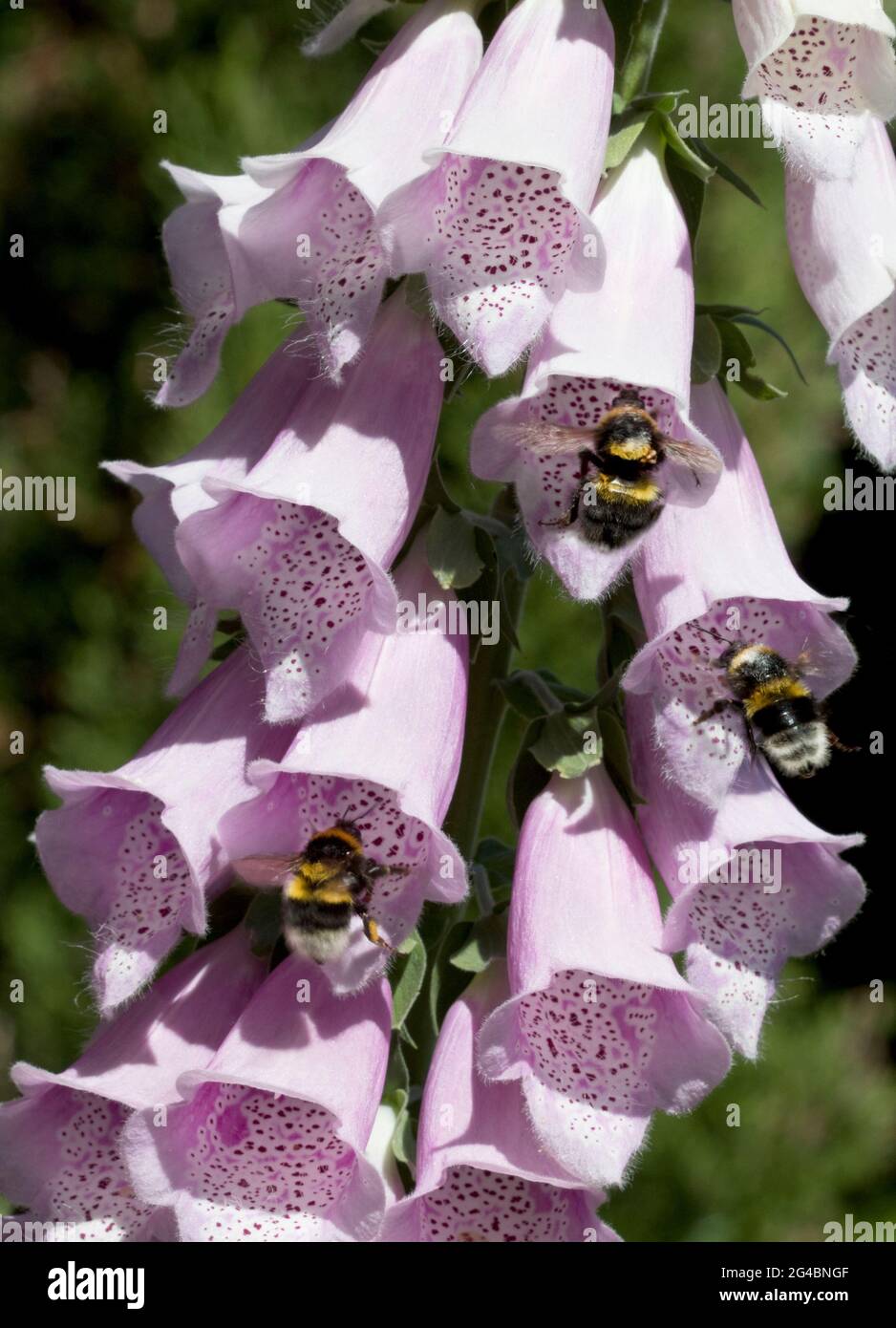 Bienen besuchen Foxglove Stockfoto
