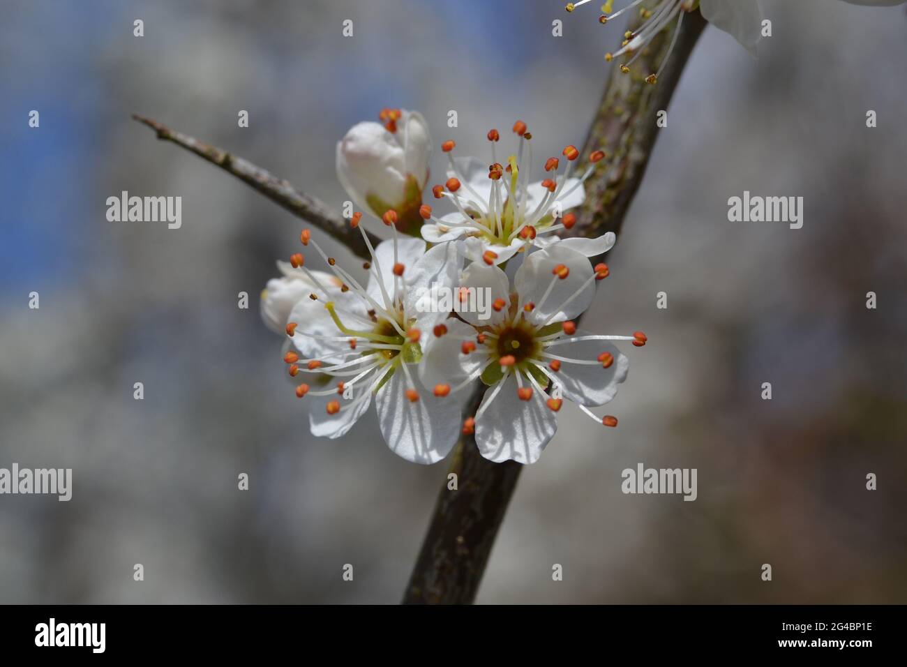 Detail von Schlehdorn in Blüte mit Dorn, Prunus spinosa. Stockfoto